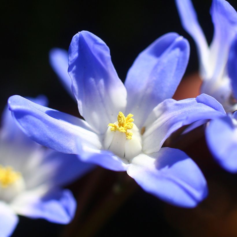 Kirjokevättähti Blue Giant (Kukinta)