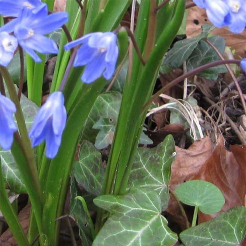Kirjokevättähti - Chionodoxa forbesii (Lehvistö)