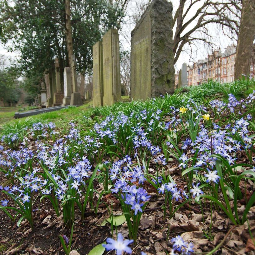 Kirjokevättähti - Chionodoxa forbesii (Kukinta)