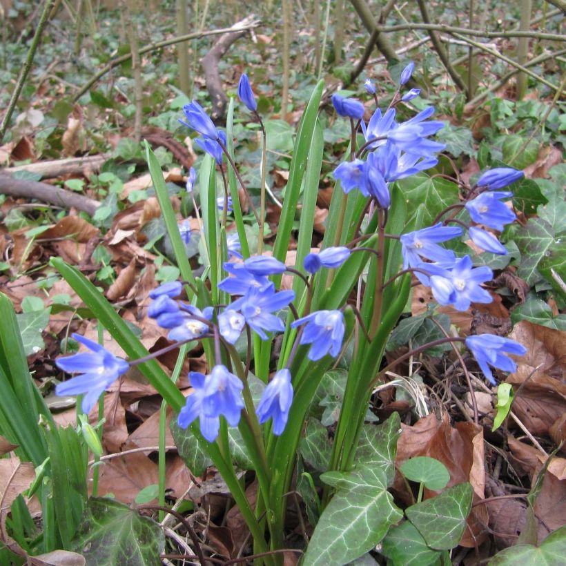 Kirjokevättähti - Chionodoxa forbesii (Kasvutapa)