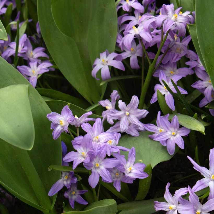 Kirjokevättähti Violet Beauty (Kasvutapa)