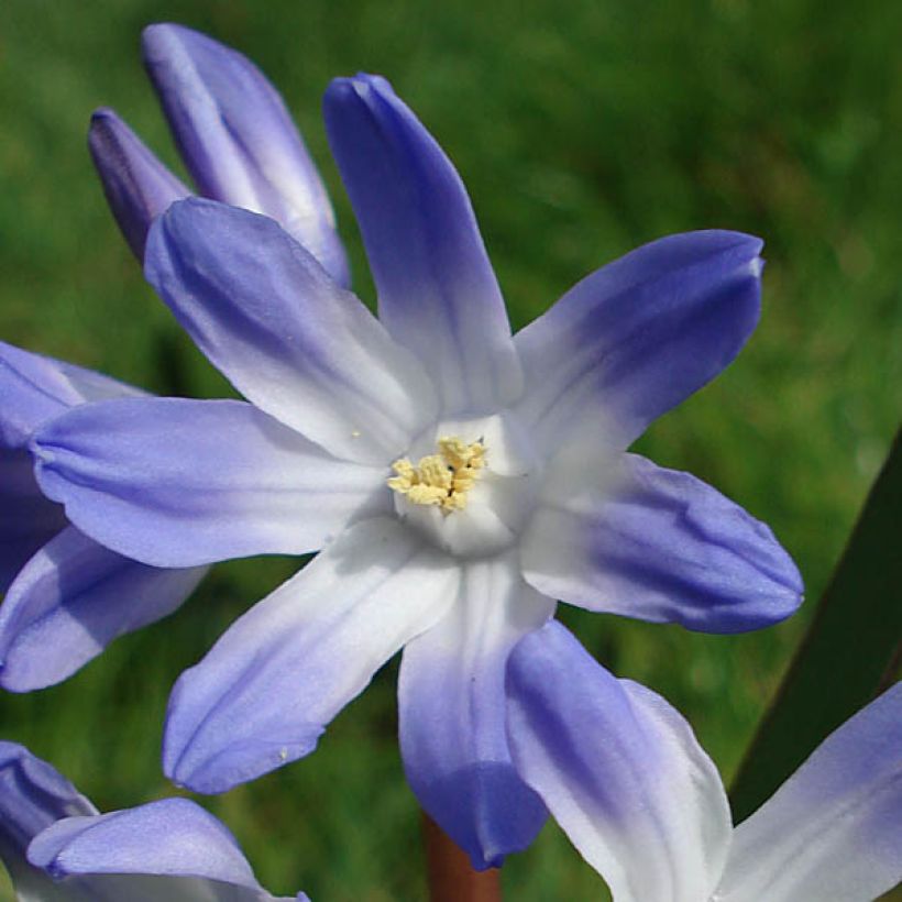 Isokevättähti - Scilla luciliae (Kukinta)