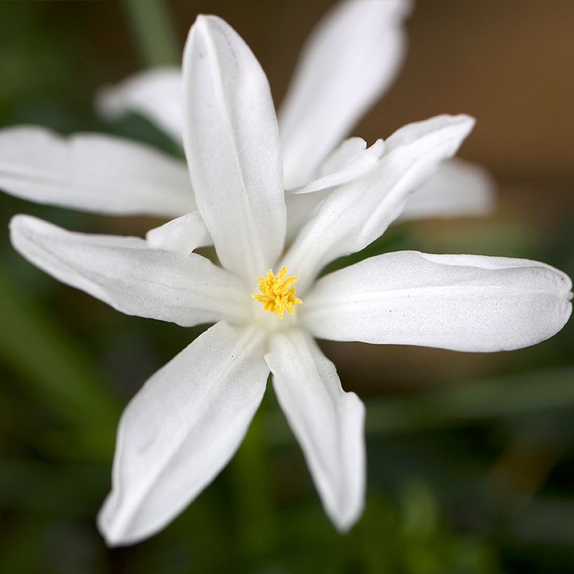 Isokevättähti Alba (Kukinta)