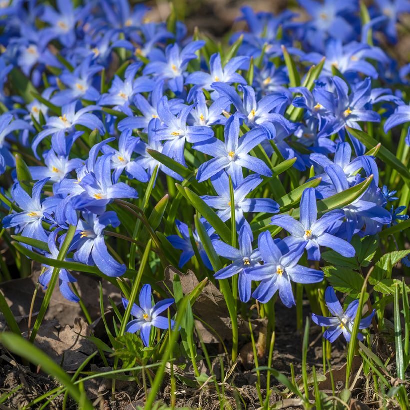 Isokevättähti - Scilla luciliae (Kasvutapa)