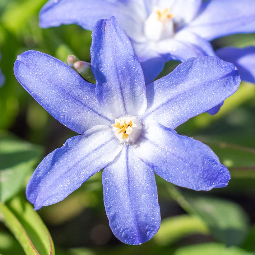 Sinikevättähti - Chionodoxa sardensis (Kukinta)