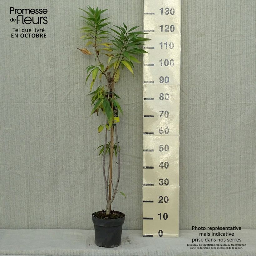 Esimerkki syksyllä toimitetusta Chitalpa tashkentensis Summer Bells 2 litran/3 litran ruukku-taimesta