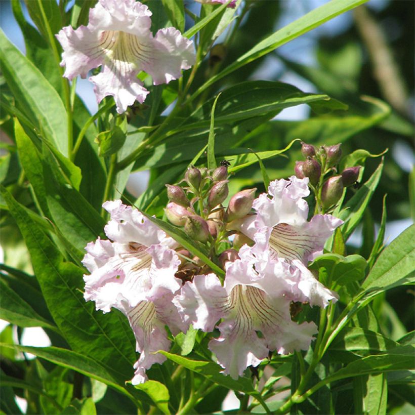 Chitalpa tashkentensis (Kukinta)