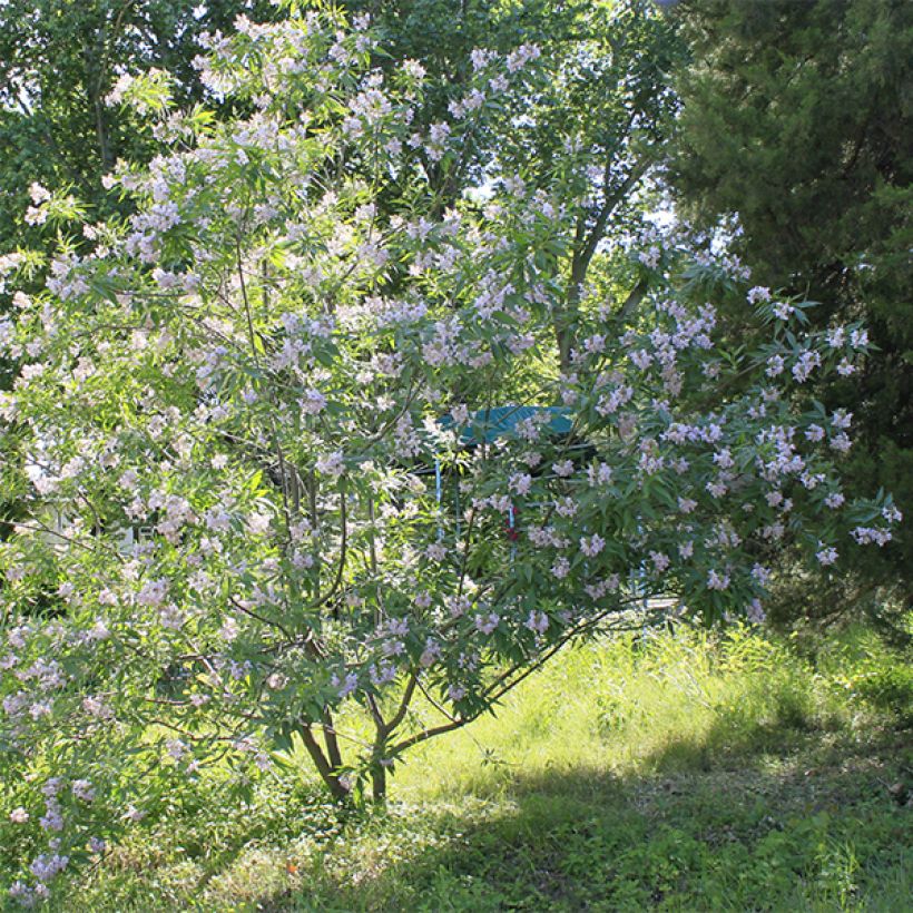 Chitalpa tashkentensis (Kasvutapa)