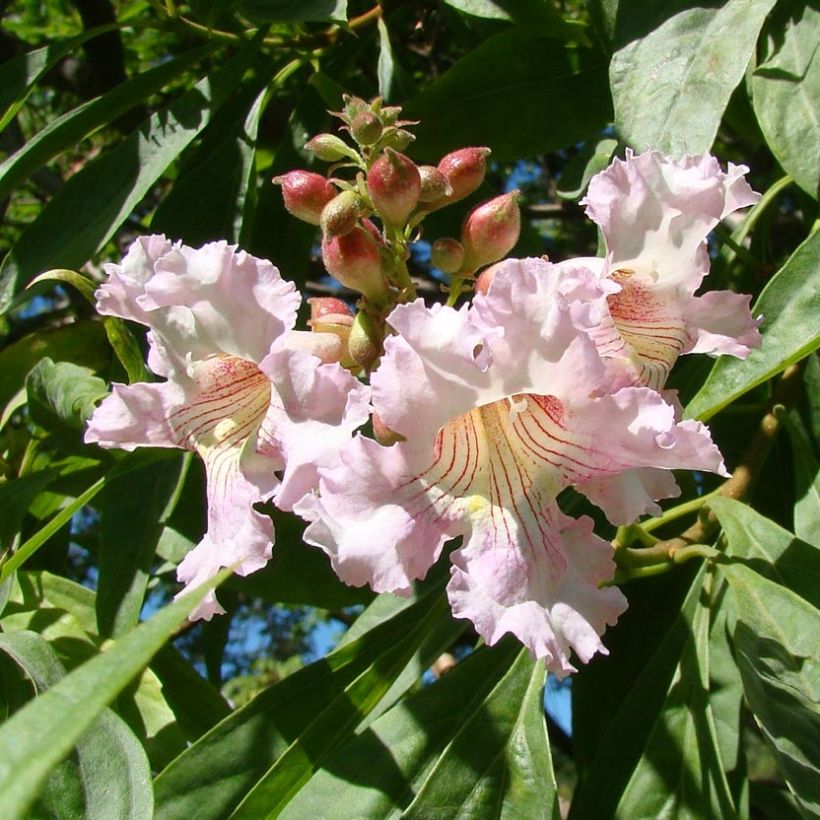 Chitalpa tashkentensis Summer Bells (Kukinta)