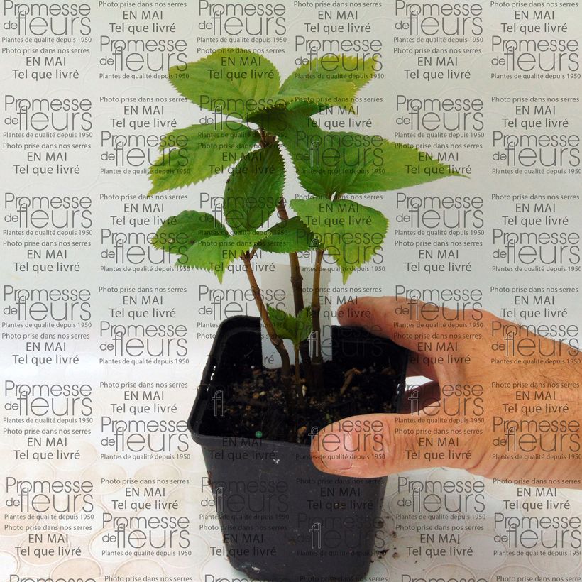 Esimerkki toimitetusta Chloranthus fortunei Godet de 8/9 cm-taimesta