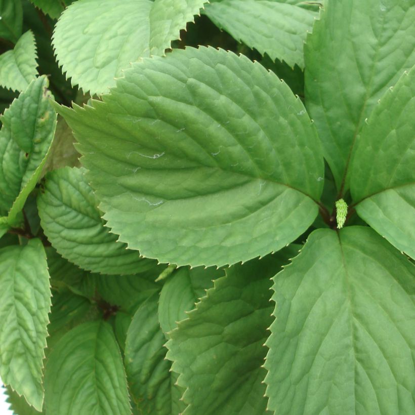 Chloranthus fortunei (Lehvistö)