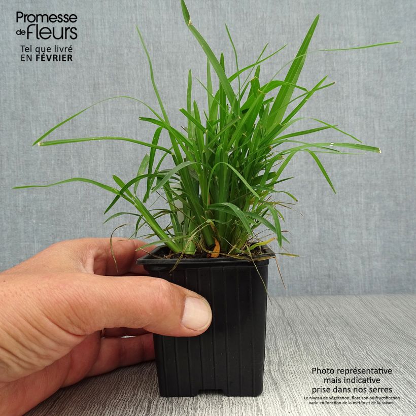 Esimerkki syksyllä toimitetusta Viuhkaheinä - Chloris distichophylla 8/9 cm taimiruukku-taimesta