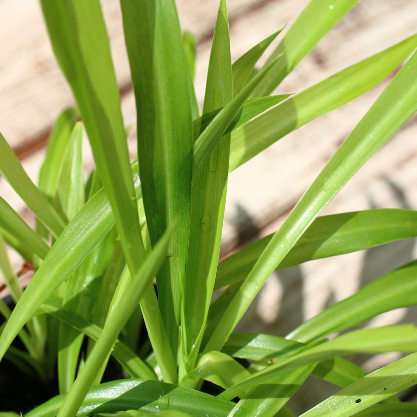 Rönsylilja - Chlorophytum nepalense (Foliage)