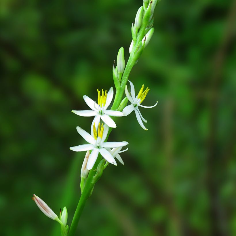 Rönsylilja - Chlorophytum nepalense (Flowering)