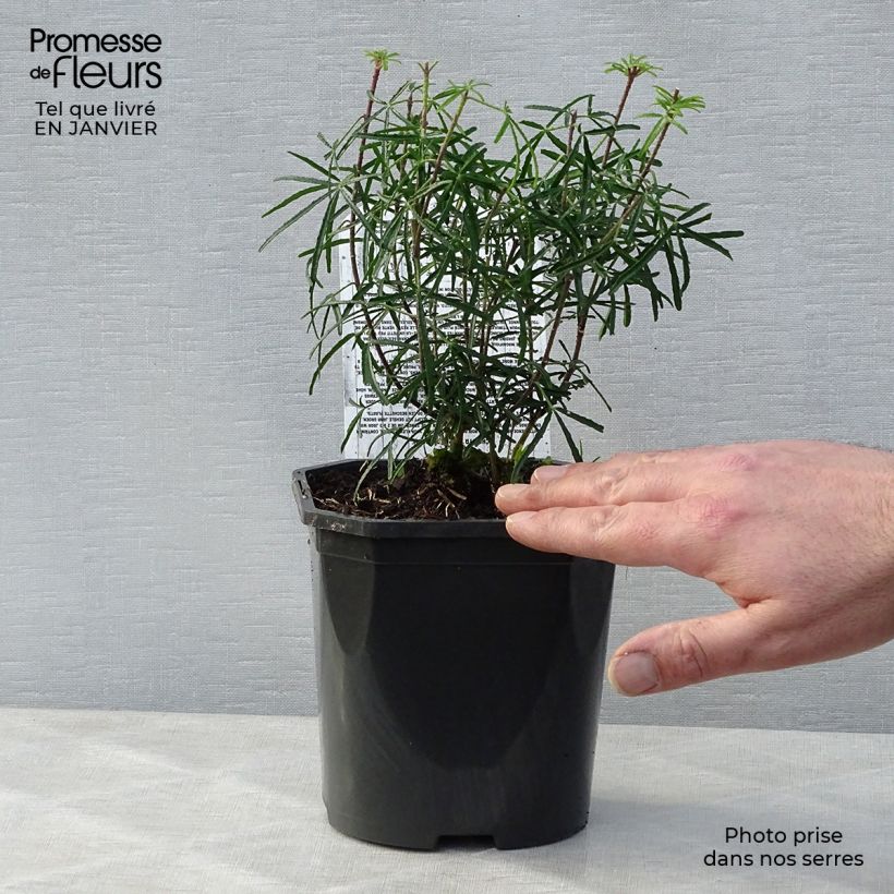 Esimerkki talvella toimitetusta Koisi Apple Blossom Pot de 2L/3L-taimesta