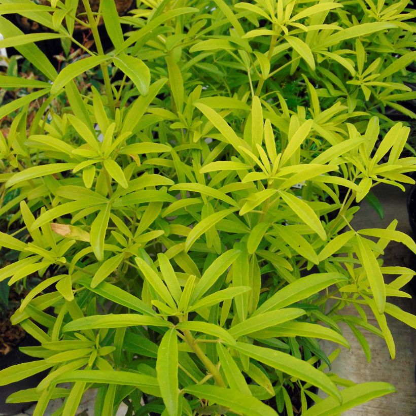 Koisi Aztec Gold (Hilgold) (Lehvistö)