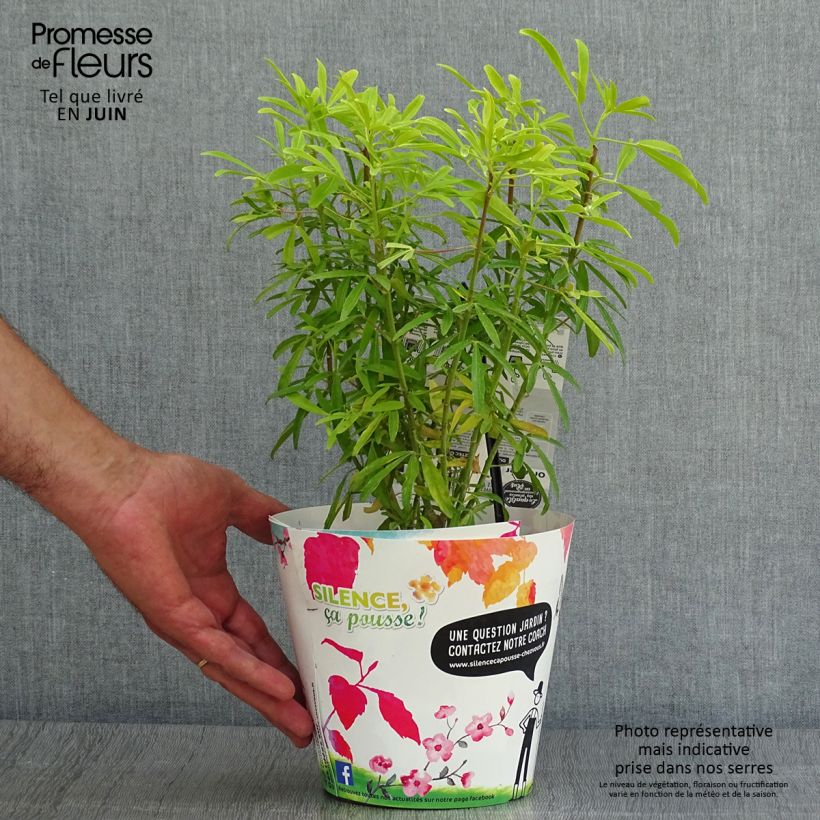 Esimerkki kesällä toimitetusta Koisi Aztec Gold (Hilgold) Pot de 2L/3L-taimesta