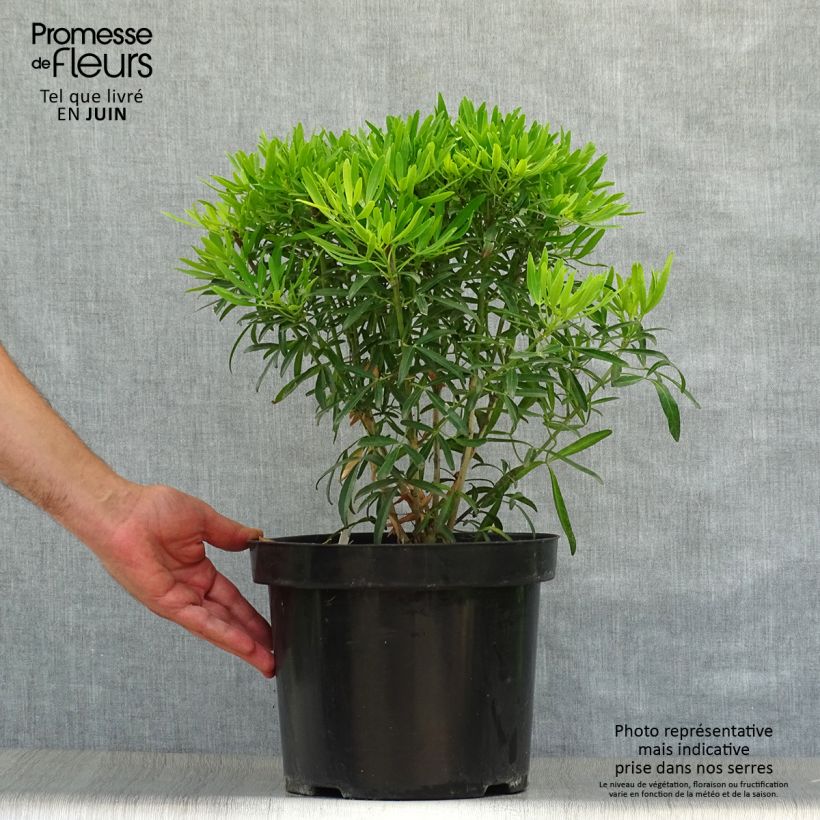 Esimerkki kesällä toimitetusta Koisi Aztec Gold (Hilgold) Pot de 7,5L/10L-taimesta