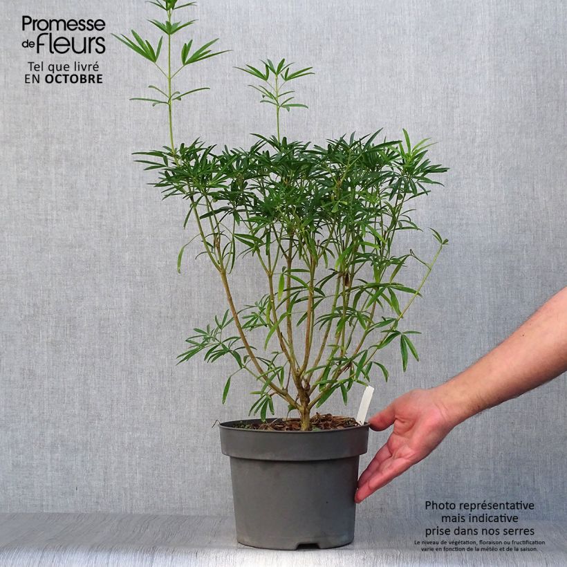 Esimerkki syksyllä toimitetusta Koisi Aztec Pearl 4 litran/5 litran ruukku-taimesta
