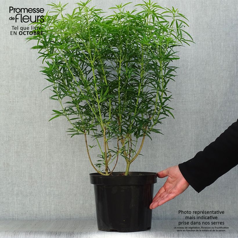 Esimerkki syksyllä toimitetusta Koisi Aztec Pearl 7,5 litran / 10 litran ruukku-taimesta