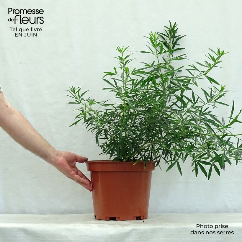 Esimerkki kesällä toimitetusta Koisi Aztec Pearl Ruukku 7,5L / 10L-taimesta