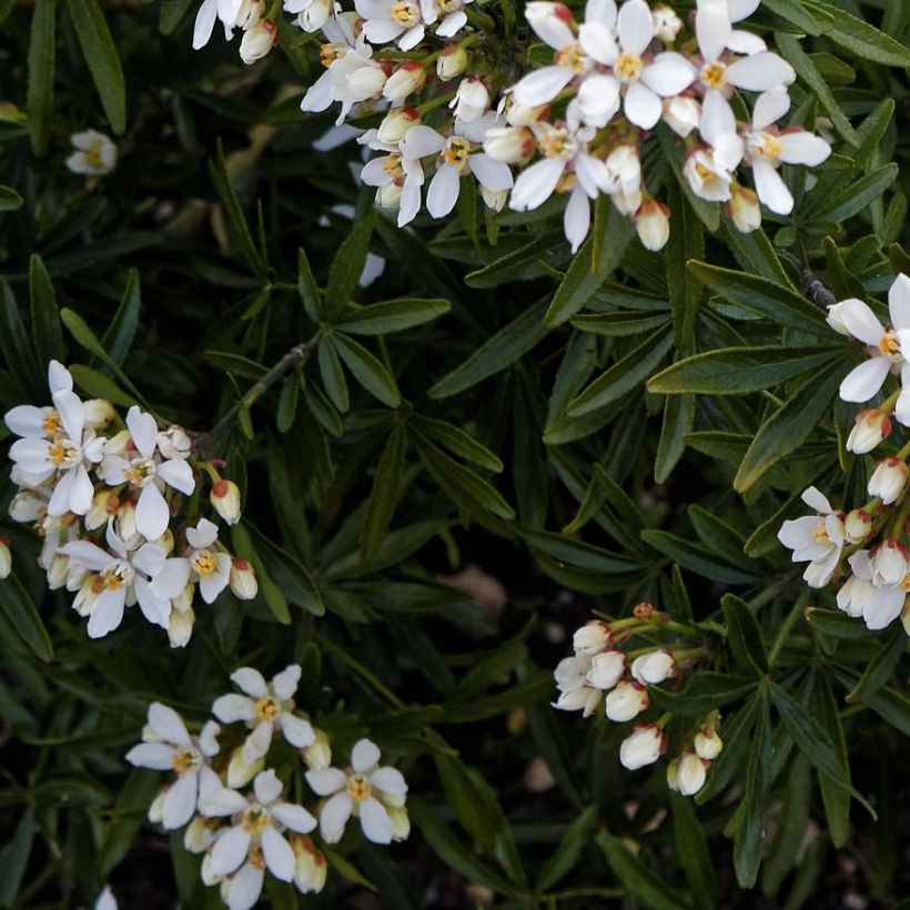 Koisi Snow Flurries (Lehvistö)