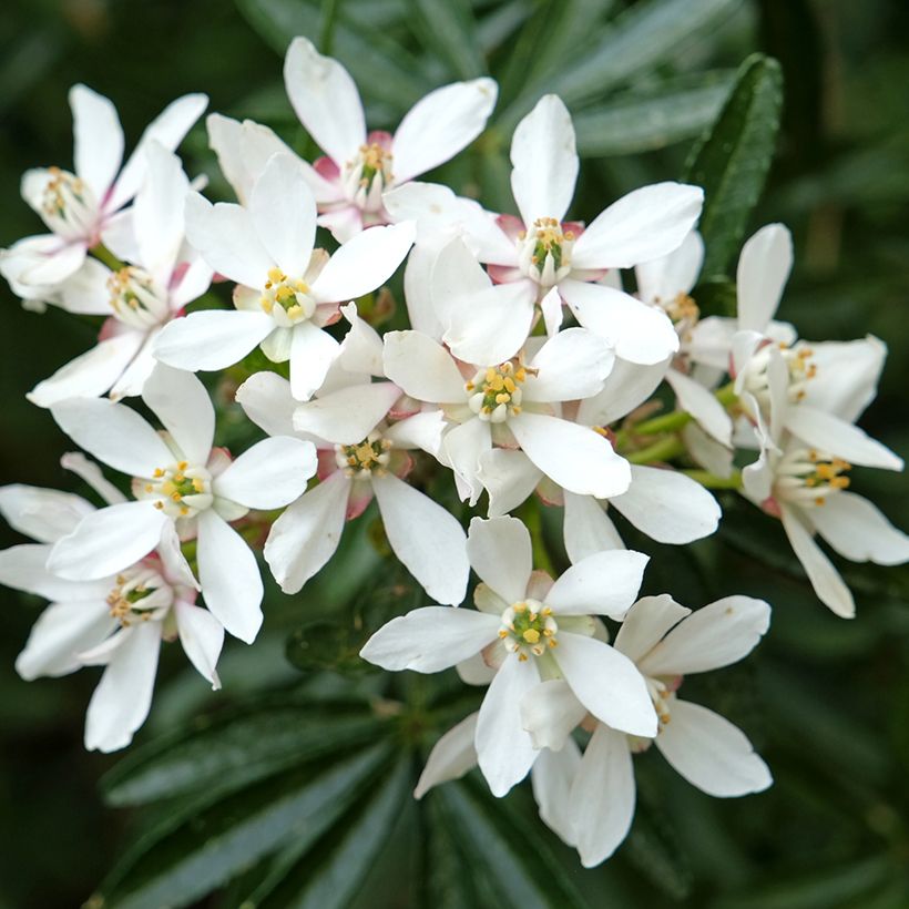 Koisi Snow Flurries (Kukinta)