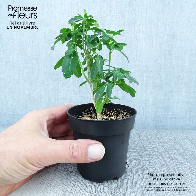 Esimerkki syksyllä toimitetusta Koisi - Choisya ternata 8/9 cm taimiruukku-taimesta