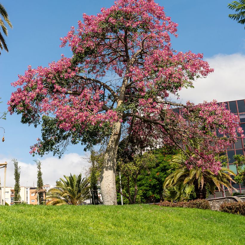 Pullokapokkipuu - Ceiba speciosa (Kasvutapa)