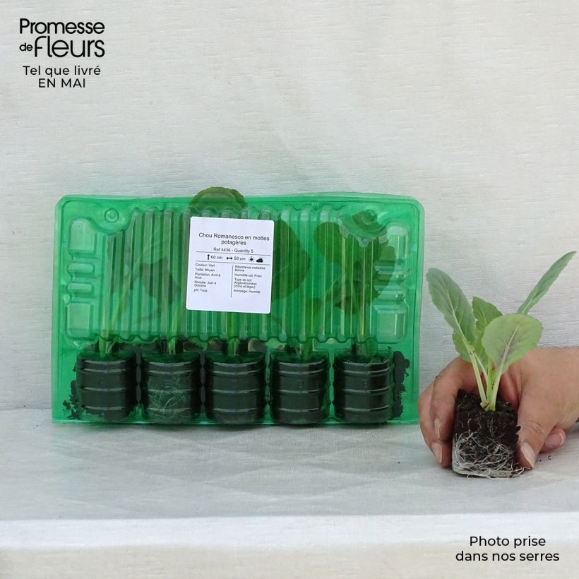 Esimerkki keväällä toimitetusta Parsakaali Romanesco Paakku 4 cm x 4,5 cm-taimesta