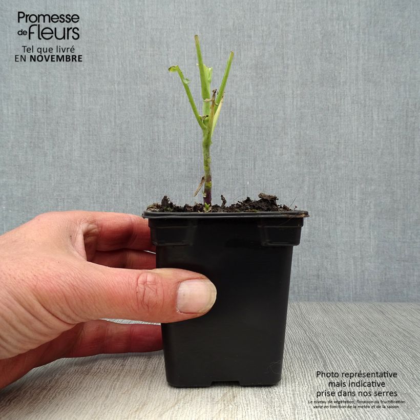 Esimerkki syksyllä toimitetusta Kaali luomu - Brassica oleracea 7/8 cm taimiruukku-taimesta