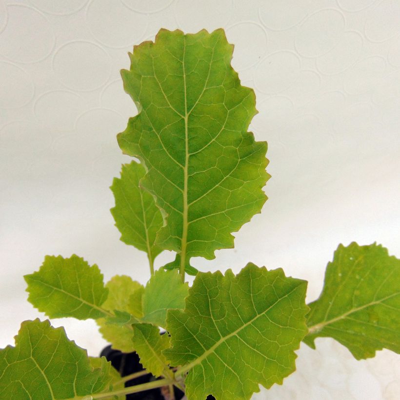 Kaali luomu - Brassica oleracea (Lehvistö)