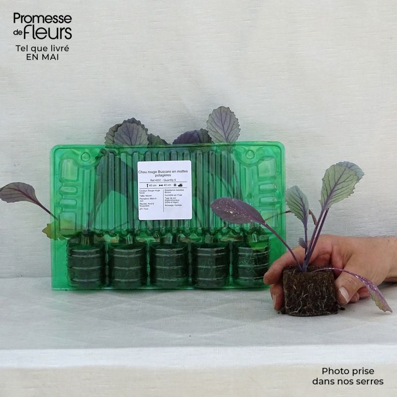 Esimerkki keväällä toimitetusta Punakaali Buscaro Paakku 4 cm x 4,5 cm-taimesta