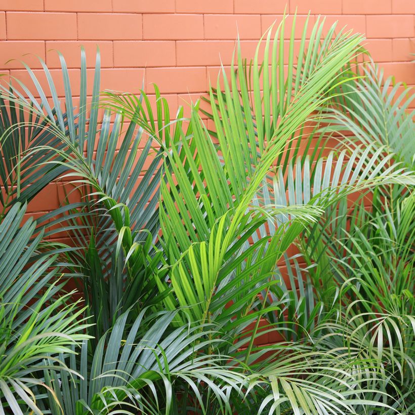 Puistokultapalmu - Chrysalidocarpus lutescens (Lehvistö)
