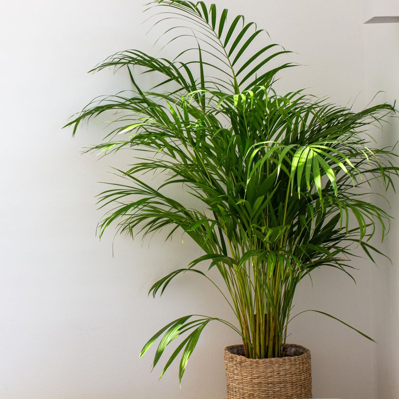 Puistokultapalmu - Chrysalidocarpus lutescens (Kasvutapa)