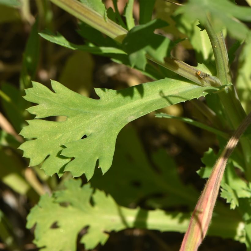 Keltasuvikakkara luomu - Chrysanthemum segetum (Lehvistö)
