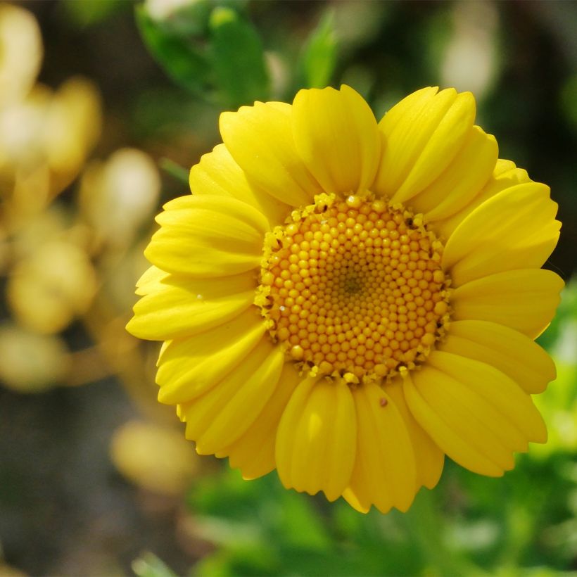 Keltasuvikakkara luomu - Chrysanthemum segetum (Kukinta)