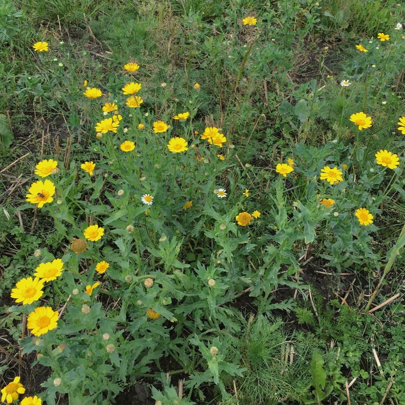 Keltasuvikakkara luomu - Chrysanthemum segetum (Kasvutapa)