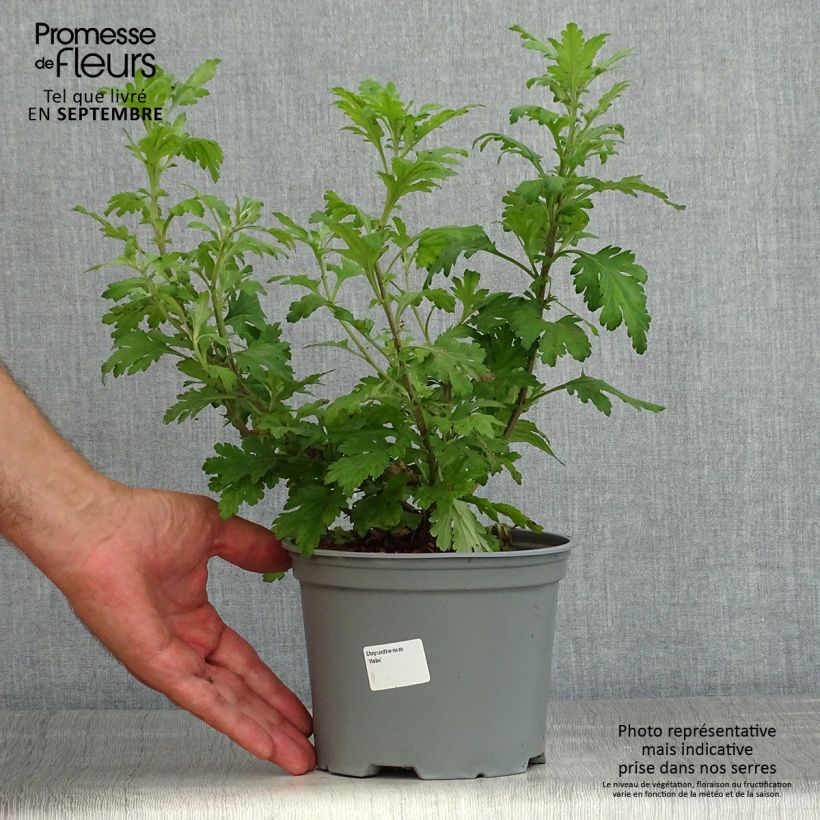 Esimerkki kesällä toimitetusta Chrysanthème des jardins Hebe - Chrysanthemum koreanum Pot de 2L/3L-taimesta