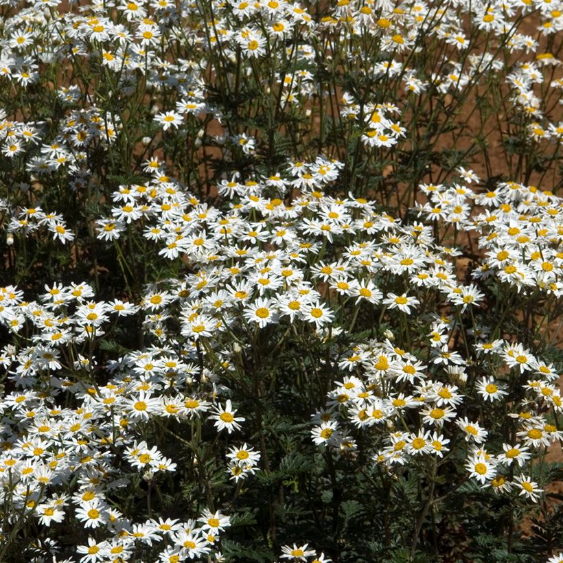 Huiskilopietaryrtti - Tanacetum corymbosum (Kasvutapa)