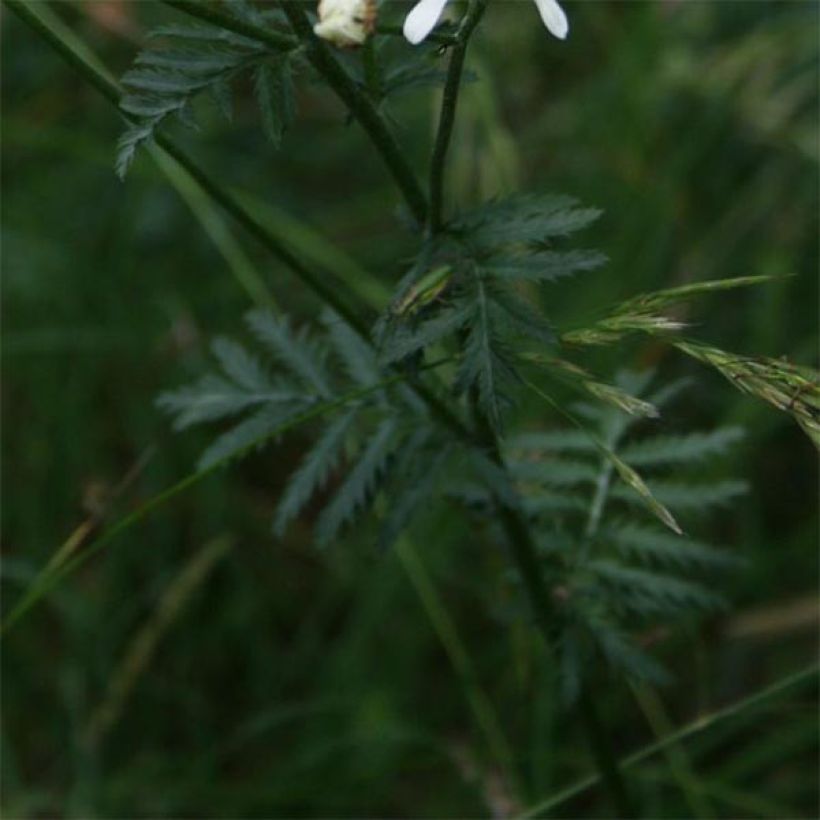Huiskilopietaryrtti - Tanacetum corymbosum (Lehvistö)