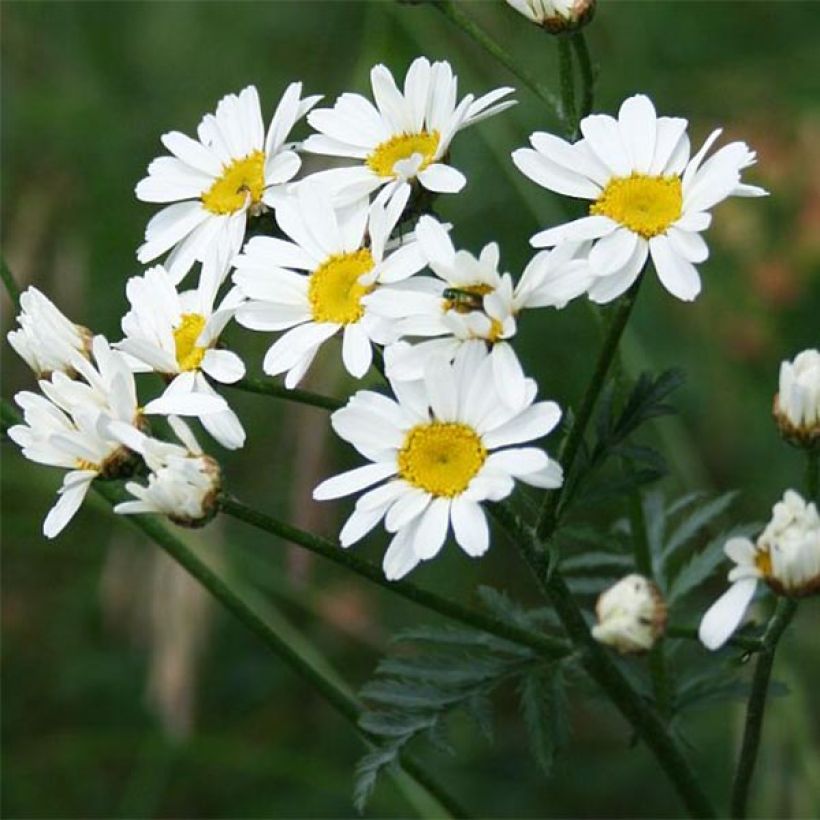 Huiskilopietaryrtti - Tanacetum corymbosum (Kukinta)