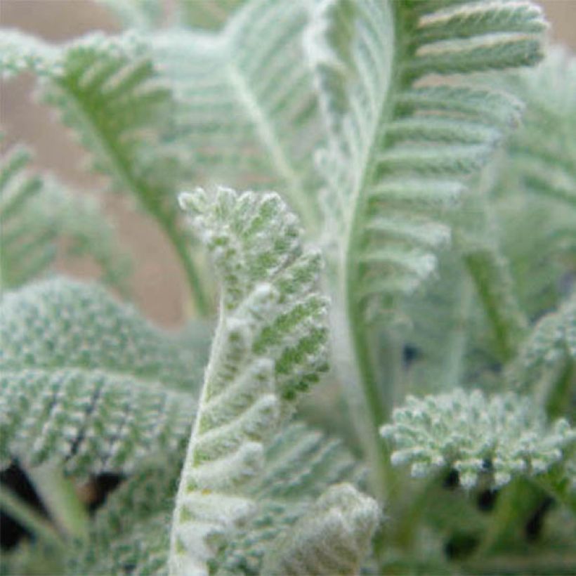 Pietaryrti - Tanacetum haradjanii (Foliage)