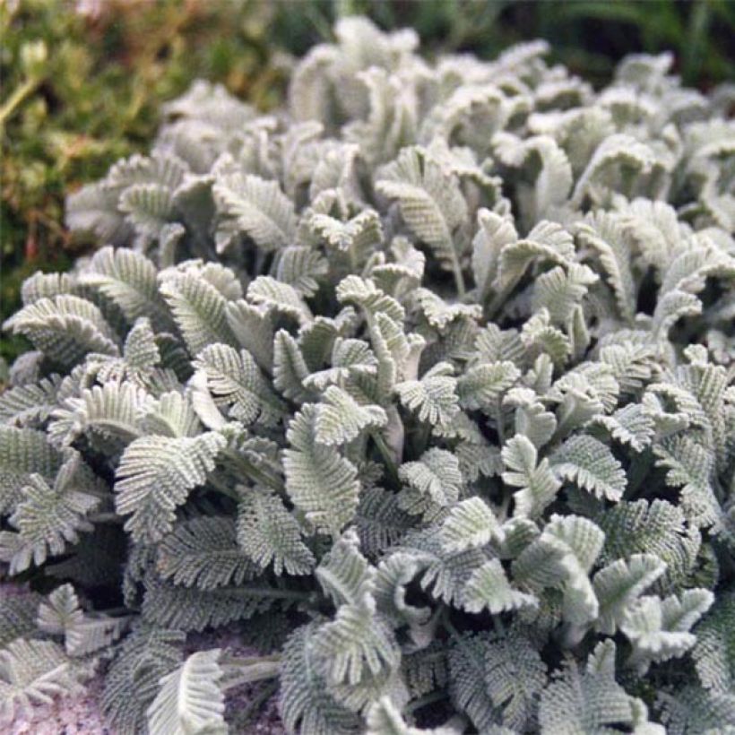 Pietaryrti - Tanacetum haradjanii (Plant habit)