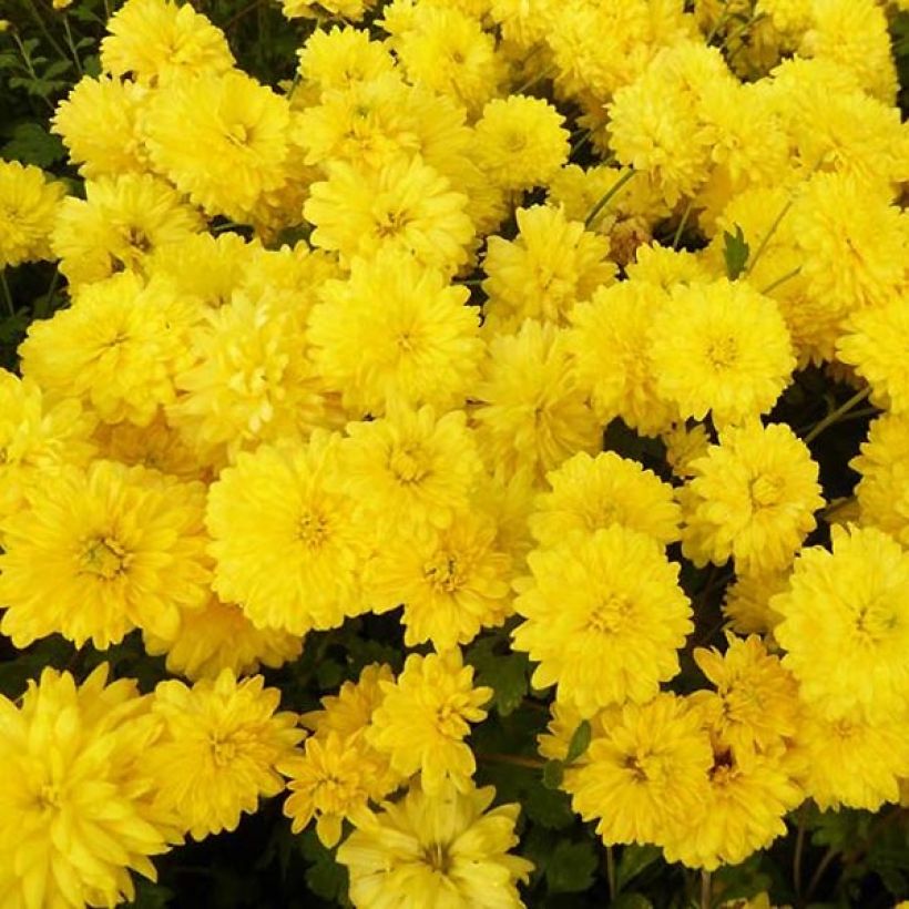 Kiinankrysanteemi Citronella (Kukinta)