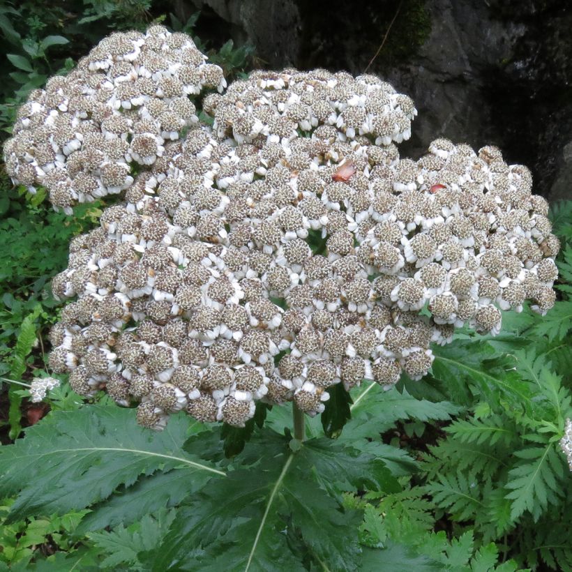Jättipietaryrtti - Chrysanthemum macrophyllum (Kukinta)