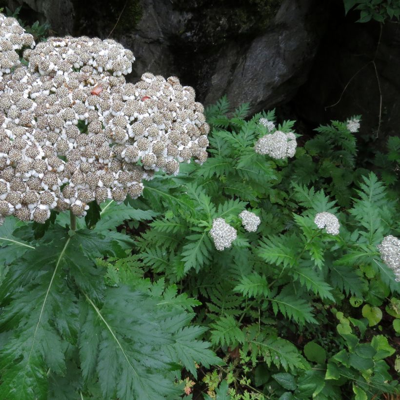 Jättipietaryrtti - Chrysanthemum macrophyllum (Kasvutapa)
