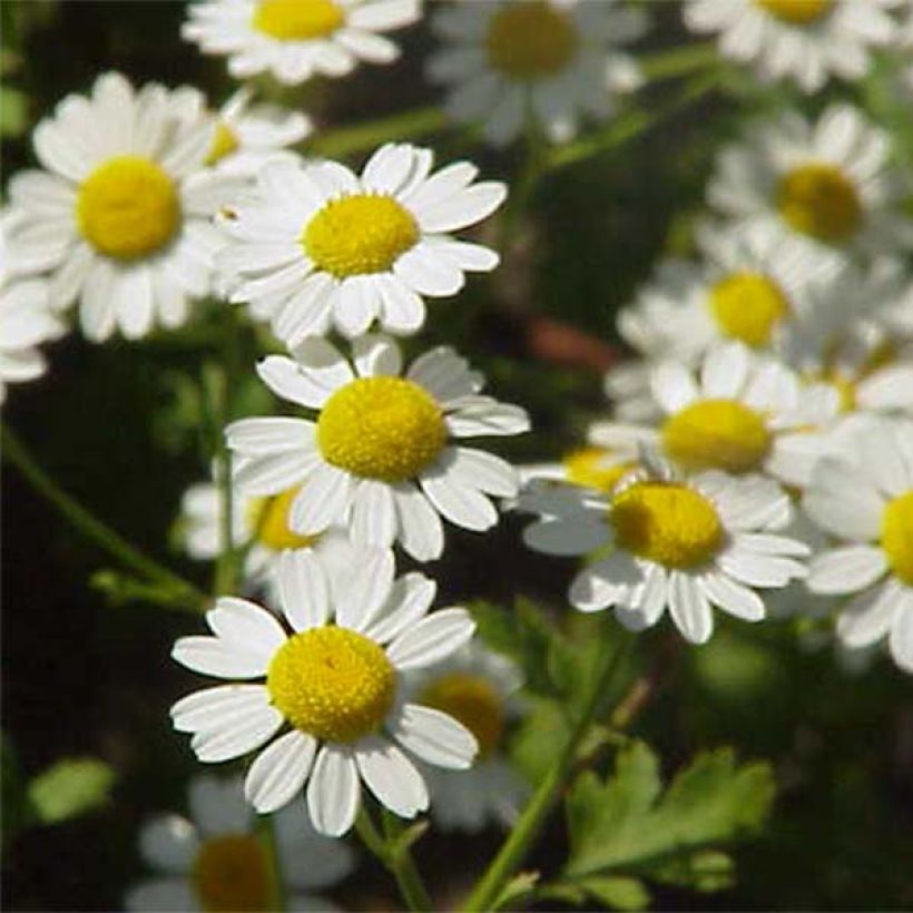 Reunuspäivänkakkara Aureum (Flowering)