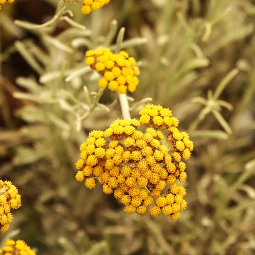 Chrysocephalum apiculatum Korma (Kukinta)