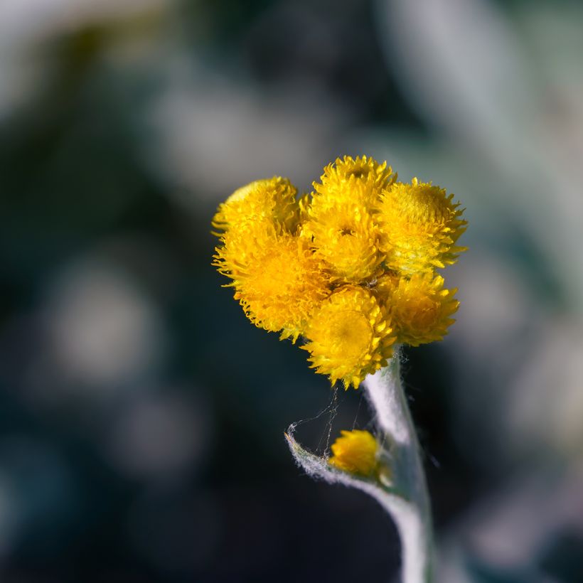 Chrysocephalum apiculatum Korma (Kukinta)